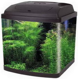 AQUARIUM